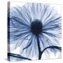 Indigo Chrysanthemum-Albert Koetsier-Stretched Canvas