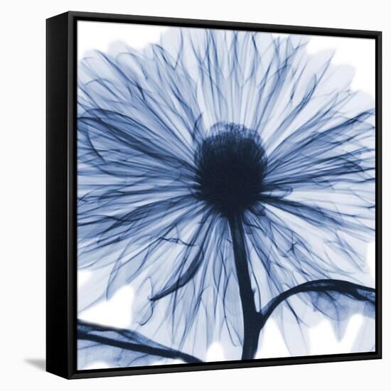 Indigo Chrysanthemum-Albert Koetsier-Framed Stretched Canvas