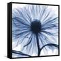 Indigo Chrysanthemum-Albert Koetsier-Framed Stretched Canvas