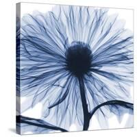 Indigo Chrysanthemum-Albert Koetsier-Stretched Canvas