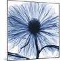 Indigo Chrysanthemum-Albert Koetsier-Mounted Art Print