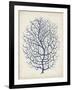 Indigo Coral I-Vision Studio-Framed Art Print