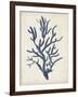 Indigo Coral IV-Vision Studio-Framed Art Print