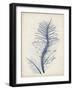 Indigo Coral V-Vision Studio-Framed Art Print