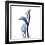 Indigo Covered Calla Lily-Albert Koetsier-Framed Art Print