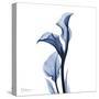 Indigo Covered Calla Lily-Albert Koetsier-Stretched Canvas