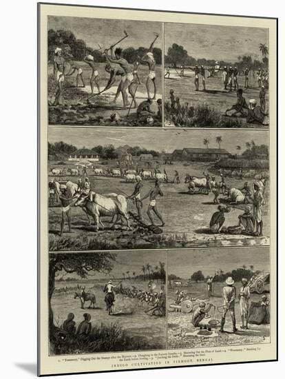 Indigo Cultivation in Tirhoot, Bengal-null-Mounted Giclee Print