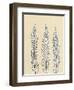 Indigo Fern 2-Mary Margaret Briggs-Framed Giclee Print