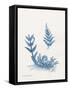 Indigo Fern I-Gwendolyn Babbitt-Framed Stretched Canvas