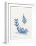 Indigo Fern I-Gwendolyn Babbitt-Framed Art Print