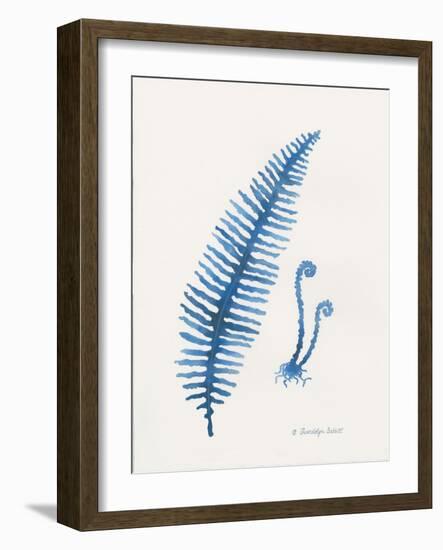 Indigo Fern II-Gwendolyn Babbitt-Framed Art Print