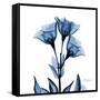 Indigo Gentian-Albert Koetsier-Framed Stretched Canvas