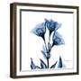 Indigo Gentian-Albert Koetsier-Framed Art Print