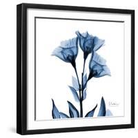 Indigo Gentian-Albert Koetsier-Framed Art Print