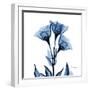 Indigo Gentian-Albert Koetsier-Framed Art Print