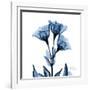 Indigo Gentian-Albert Koetsier-Framed Art Print