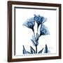 Indigo Gentian-Albert Koetsier-Framed Art Print