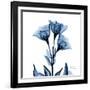 Indigo Gentian-Albert Koetsier-Framed Art Print