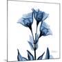 Indigo Gentian-Albert Koetsier-Mounted Art Print