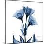 Indigo Gentian-Albert Koetsier-Mounted Art Print