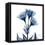 Indigo Gentian-Albert Koetsier-Framed Stretched Canvas