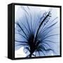 Indigo Hibiscus Turn-Albert Koetsier-Framed Stretched Canvas