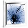 Indigo Hibiscus Turn-Albert Koetsier-Framed Art Print