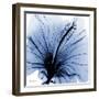 Indigo Hibiscus Turn-Albert Koetsier-Framed Art Print