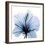 Indigo Hibiscus-Albert Koetsier-Framed Premium Giclee Print