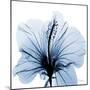 Indigo Hibiscus-Albert Koetsier-Mounted Premium Giclee Print