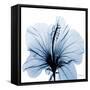 Indigo Hibiscus-Albert Koetsier-Framed Stretched Canvas