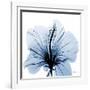 Indigo Hibiscus-Albert Koetsier-Framed Art Print