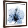 Indigo Hibiscus-Albert Koetsier-Framed Art Print