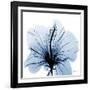 Indigo Hibiscus-Albert Koetsier-Framed Art Print