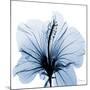 Indigo Hibiscus-Albert Koetsier-Mounted Art Print