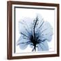 Indigo Hibiscus-Albert Koetsier-Framed Art Print