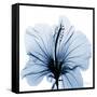 Indigo Hibiscus-Albert Koetsier-Framed Stretched Canvas