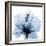 Indigo Hibiscus-Albert Koetsier-Framed Art Print