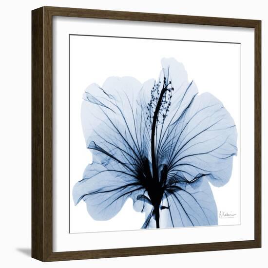 Indigo Hibiscus-Albert Koetsier-Framed Art Print