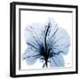 Indigo Hibiscus-Albert Koetsier-Framed Art Print