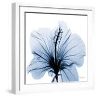 Indigo Hibiscus-Albert Koetsier-Framed Art Print