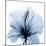 Indigo Hibiscus-Albert Koetsier-Mounted Art Print