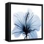 Indigo Hibiscus-Albert Koetsier-Framed Stretched Canvas