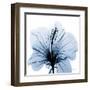 Indigo Hibiscus-Albert Koetsier-Framed Art Print