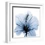 Indigo Hibiscus-Albert Koetsier-Framed Art Print