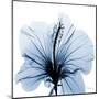 Indigo Hibiscus-Albert Koetsier-Mounted Art Print