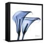 Indigo Infused Calla Lilies-Albert Koetsier-Framed Stretched Canvas