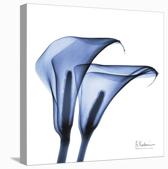 Indigo Infused Calla Lilies-Albert Koetsier-Stretched Canvas