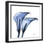 Indigo Infused Calla Lilies-Albert Koetsier-Framed Art Print