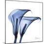 Indigo Infused Calla Lilies-Albert Koetsier-Mounted Art Print